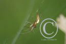 Orb Web Spider
